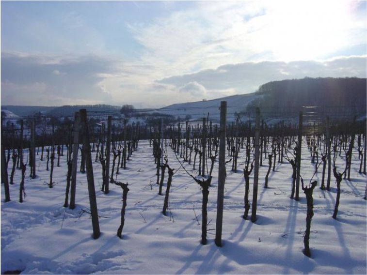 WEINnachtliche Probiertage